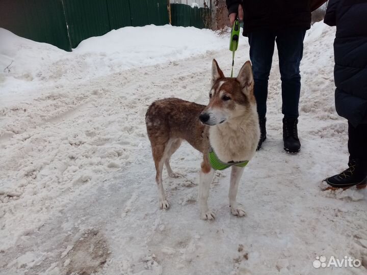 Собака в добрые руки