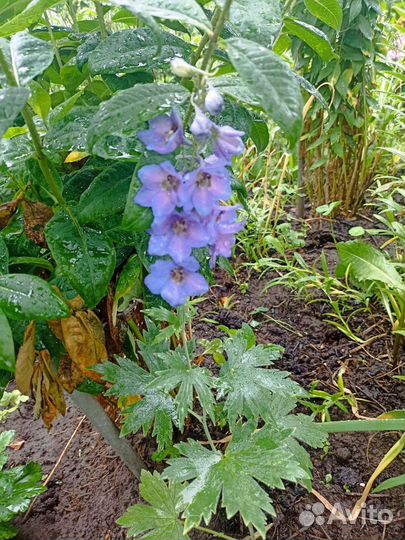 Многолетники