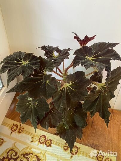 Бегония декоративно лиственная и тростниковая