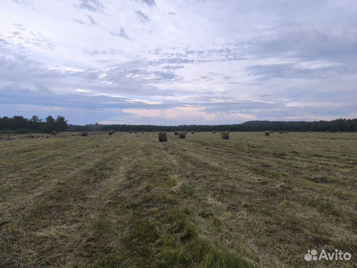 Сено в тюках