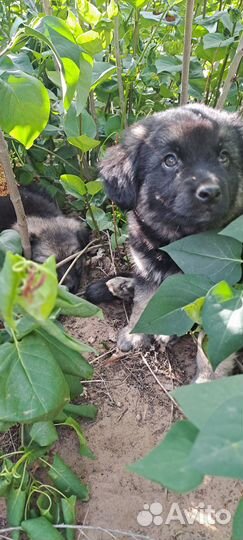 Щенки дворняшки мальчик