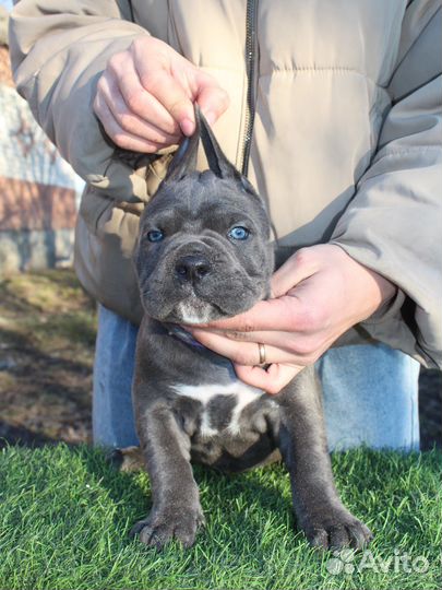 Шикарная девочка кане корсо