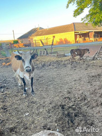 Коровы телята