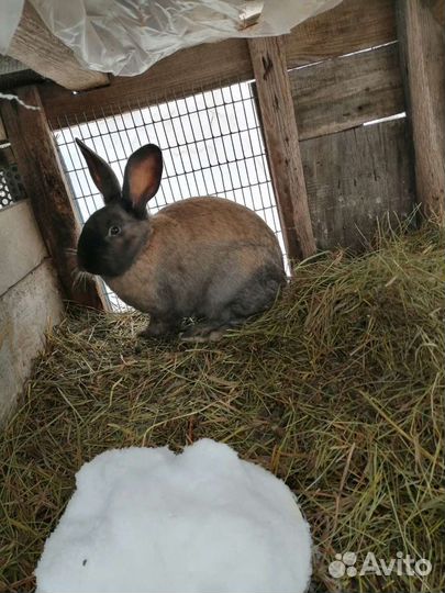 Кролики великаны