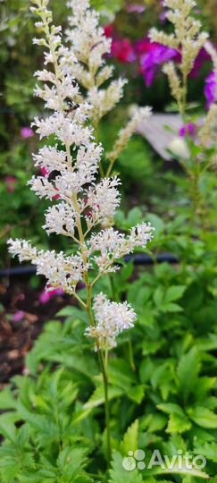 Астильба куст