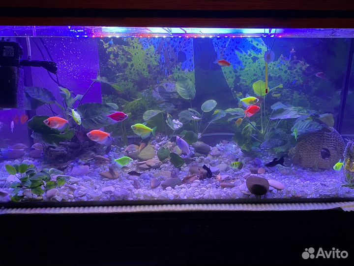 Аквариум