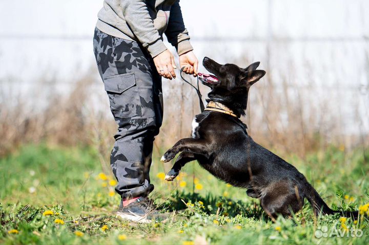 Маленькая собака в добрые руки