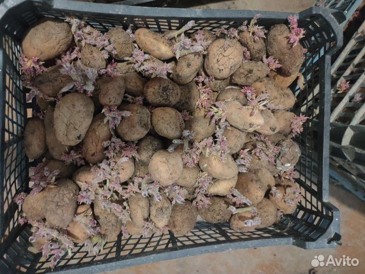 Картофель семенной, сорт «Славянка »