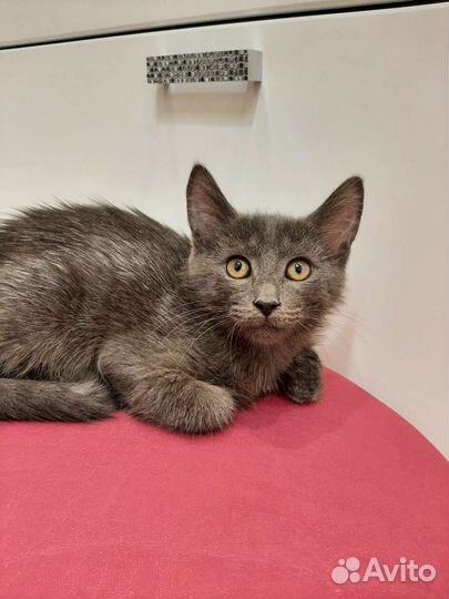 Рома в добрые руки