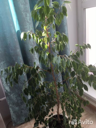 Фикус Бенджамина
