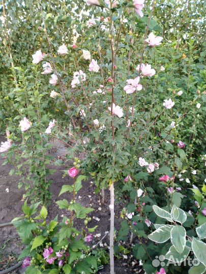 Гибискус махровый кустовой и на штамбе
