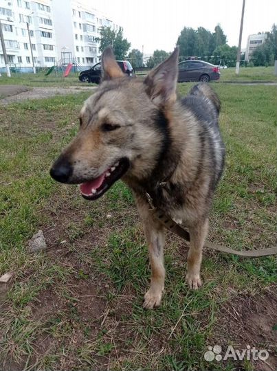 Лана