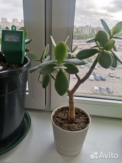 Денежное дерево