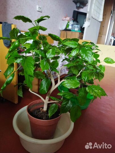 Гибискус китайская роза большое дерево