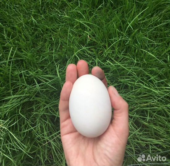 Утиные яйца