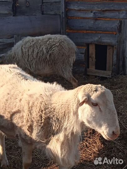 Овцы бараны катумские