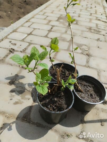 Гортензия древовидная Анабель