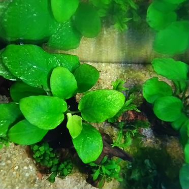 Аквариум кубик 17 л