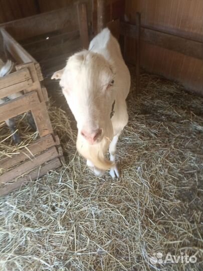 Козел ламанча