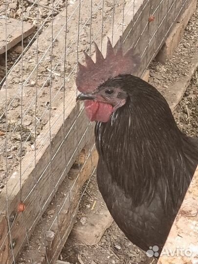 Петух ухейилюй