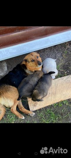 Собака в добрые руки отдам бесплатно
