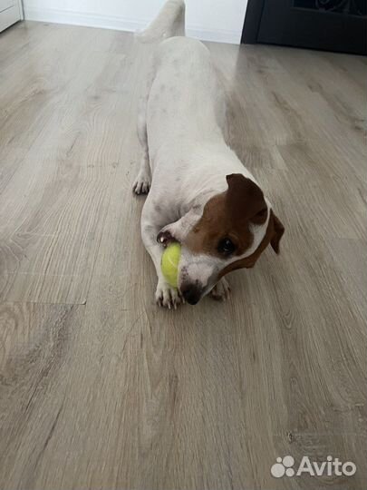 Передержка маленьких пород собак