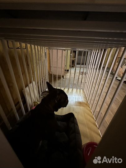 Дрессировка Зоотакси Передержка Зоопсихолог