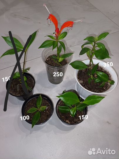 Эсхинантус