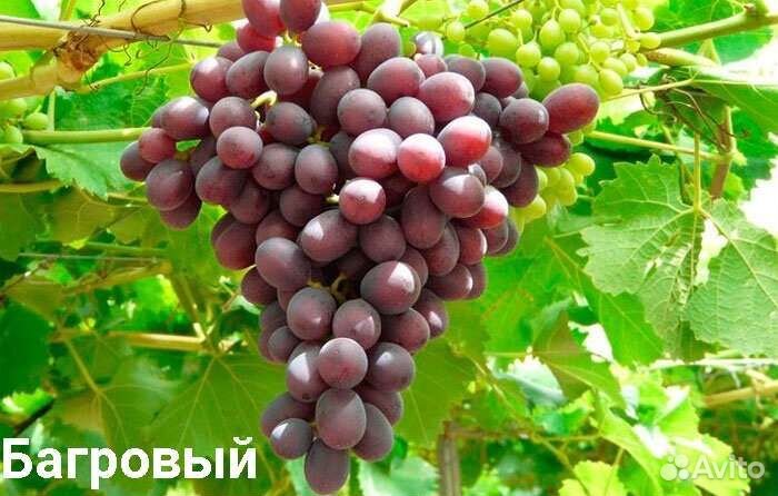 Саженцы винограда