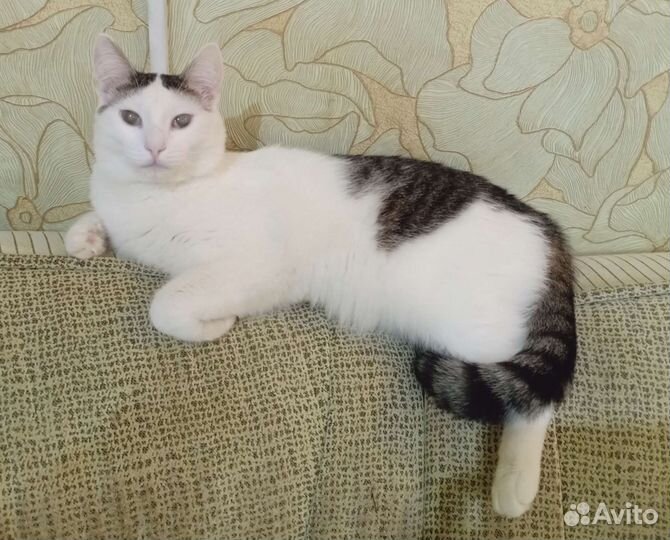 Котики в добрые руки