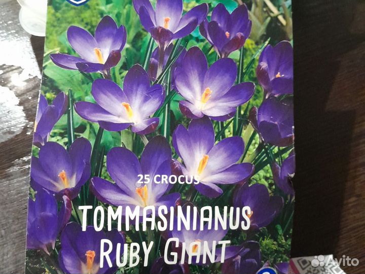 Крокус луковицы