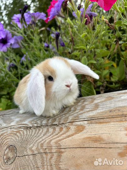 Самые породистые карликовые декоративные кролики