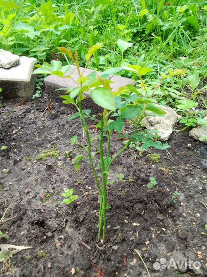 Роза плетистая