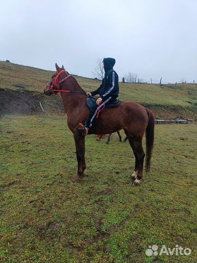 Продам лошадь кобыла