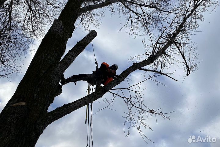 Кронирование деревьев, спил, подрезка