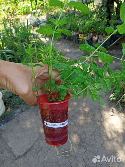 Сортовая мята с разными вкусами и ароматами