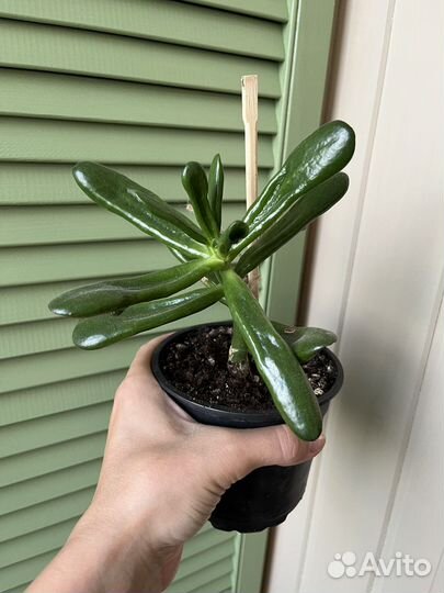 Толстянка красула хоббит