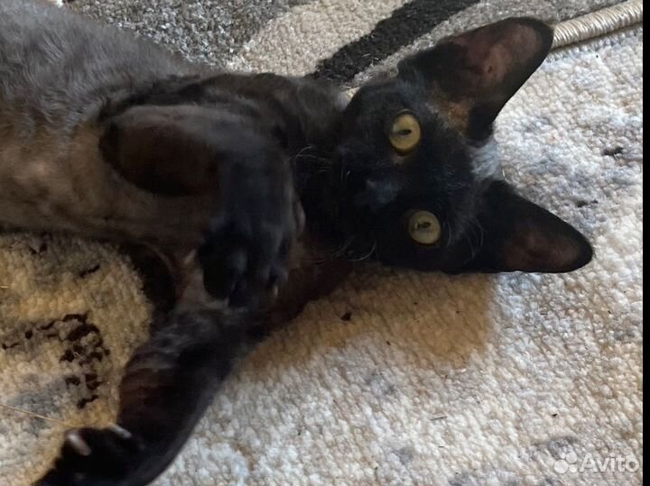 Девон-рекс кошечка