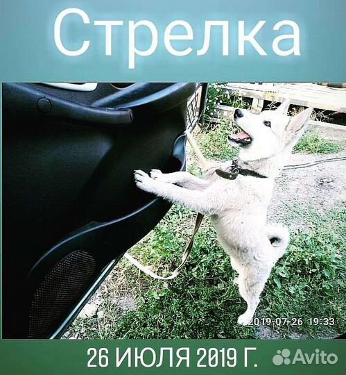 Лайки-хаски лайки-лайки щенки