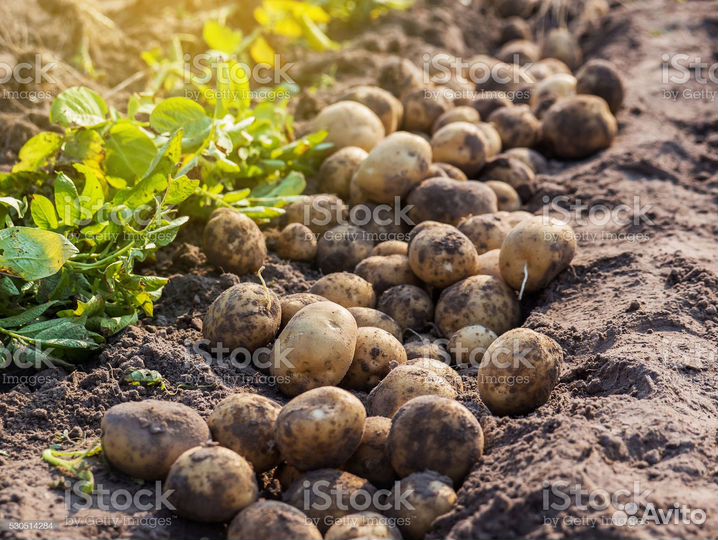 Продам картофель семенной