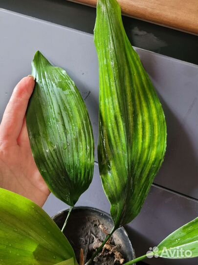 Аспидистра