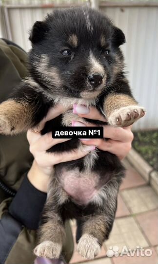 Щенки хаски девочки