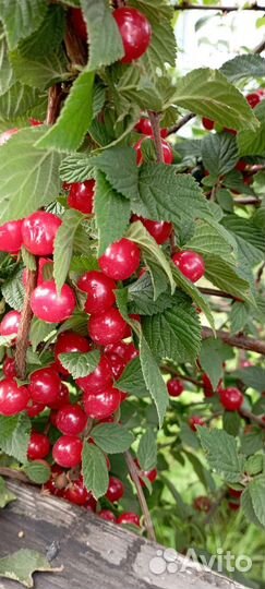 Саженцы вишня войлочная