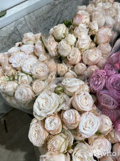 Пионовидные розы