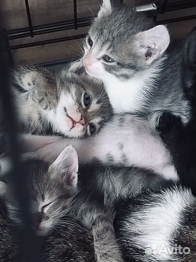 Котята ищут дом