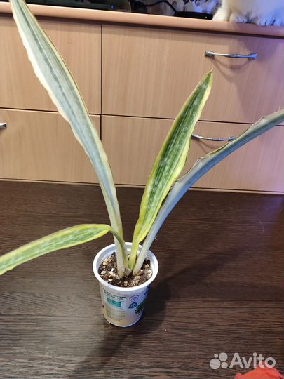 Сансевиерии Golden