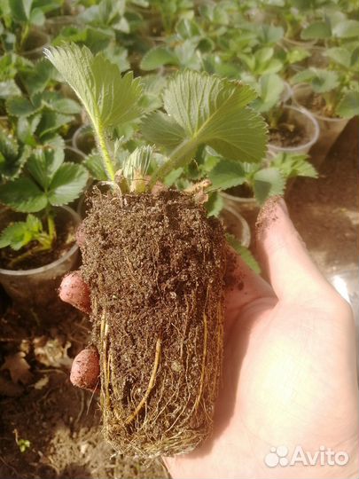 Рассада клубники 9 сортов