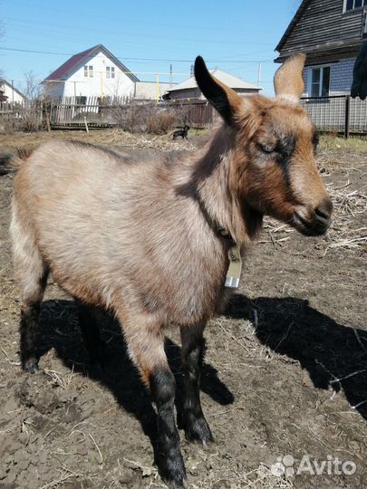 Продаю козу
