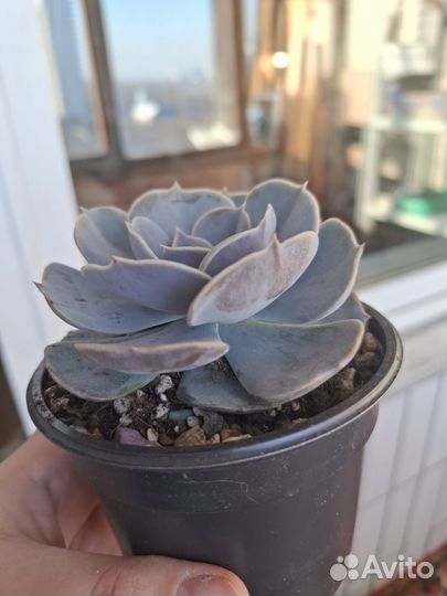 Эхиверия Литиция взрослое растение