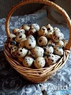 Яйца перепелиные домашние
